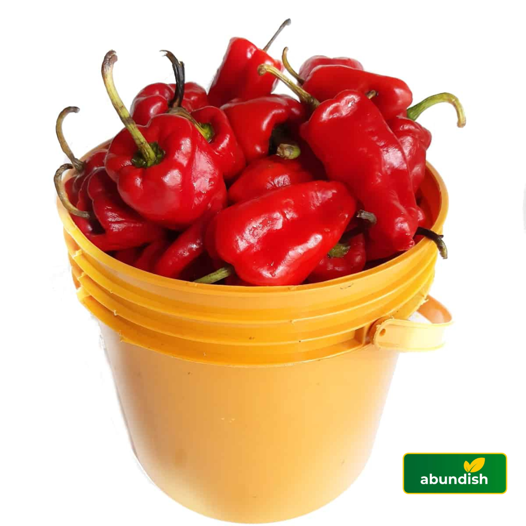 Tatashe - Paint (1.67kg)