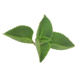 Fresh Oregano Leaf (1 Bunch)